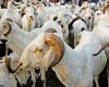 Tabaski 2025: Ziguinchor needs 25,000 sheep – Lequotidian