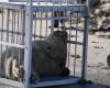 A seal harassed by young people rescued in Portneuf