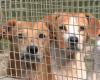 140 dogs and cats threatened by waters, their refuge is flooded six times in one year