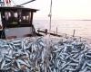 Morocco and Japan discuss the means to strengthen their cooperation in the field of sea fishing