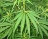 Medical cannabis: towards a Dutch turning point favorable in Morocco?