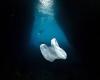 In video – in the oceans, rivers and genes: microplastics are everywhere