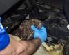 Geneva: 5 kg of cocaine discovered under a car seat