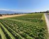 Geneva wines: lean, the 2024 vintage reveals its assets