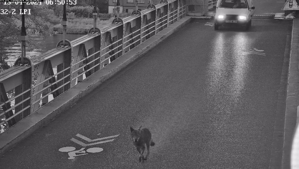Ardèche: a wolf filmed crossing La Voulte-sur-Rhône