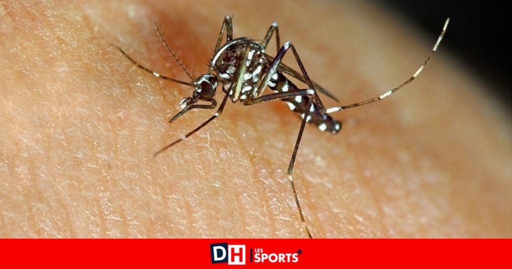 Report of a tiger mosquito at Séroule Park in Verviers