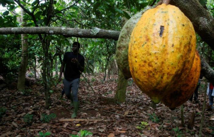 Soaring cocoa prices: the winners among bean-producing countries