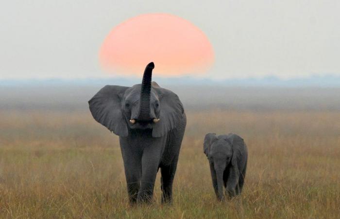 Scientists discover that elephants call each other by name, just like we do!