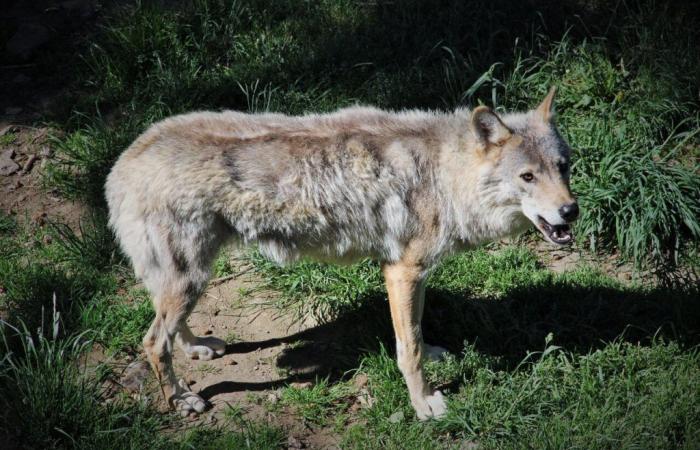 A wolf was killed in Occitania as it was going to attack a herd