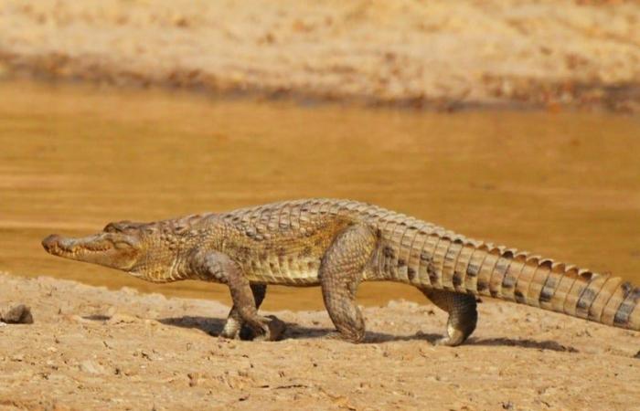 Switzerland reintroduces 16 “Moroccan” crocodiles whose space had disappeared