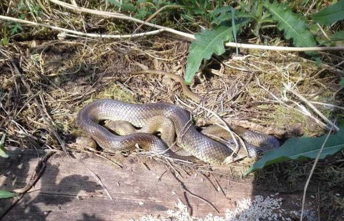 A snake discovered under a pallet of tiles in Vendée calls out to Internet users