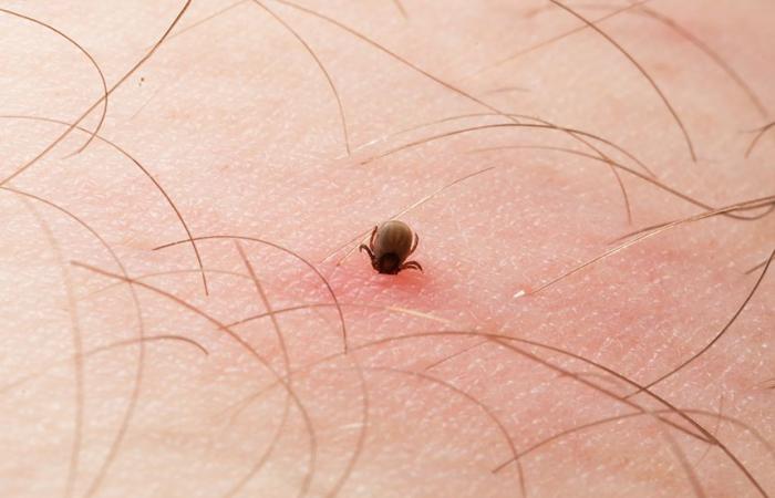 Lyme disease: more and more ticks present in Quebec