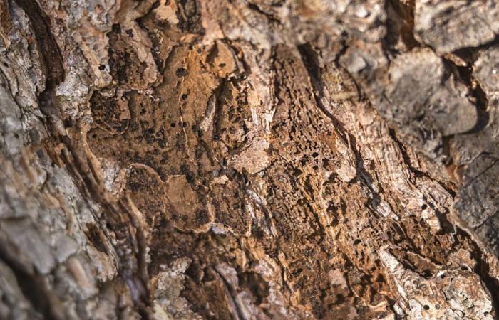 Vaud sets an example to improve the use of bark beetle wood