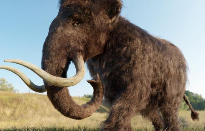 Prehistory: were mammoths already hunted for their ivory by humans?