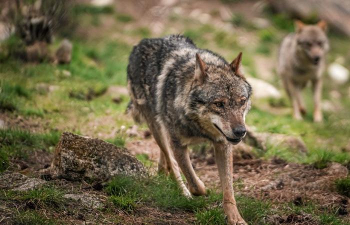 A wolf shot dead just before attacking a flock of sheep in Lozère
