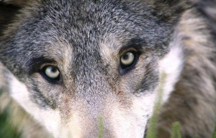 Lozere. A hunter kills a young wolf who was preparing to attack sheep