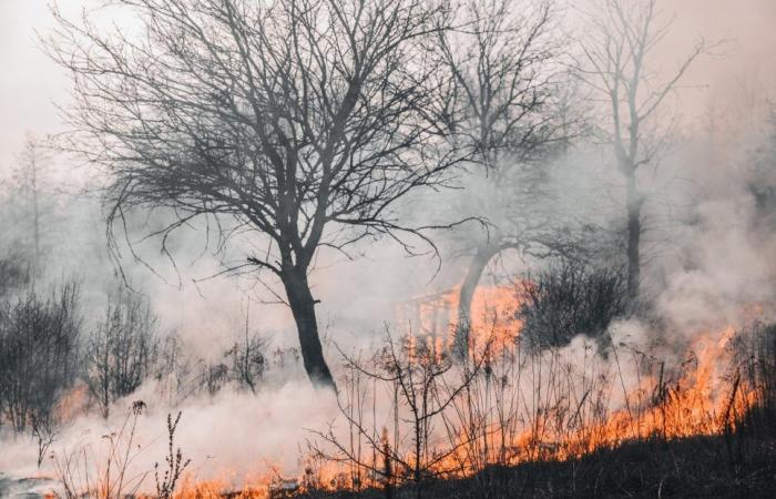600 hectares burned in the south of France