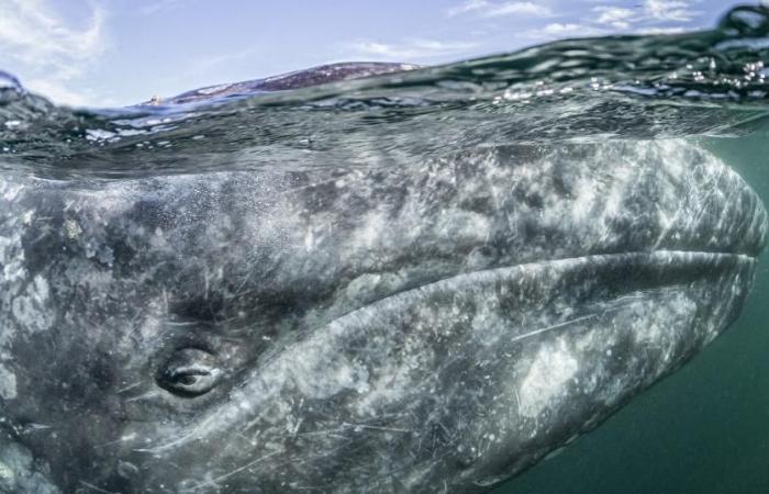 Pacific gray whales shrink as climate warms – rts.ch