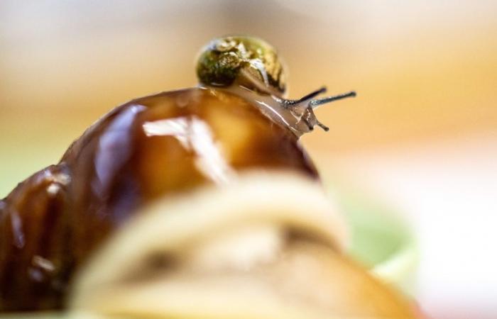 Japan | A unique Burgundy snail farm in the world