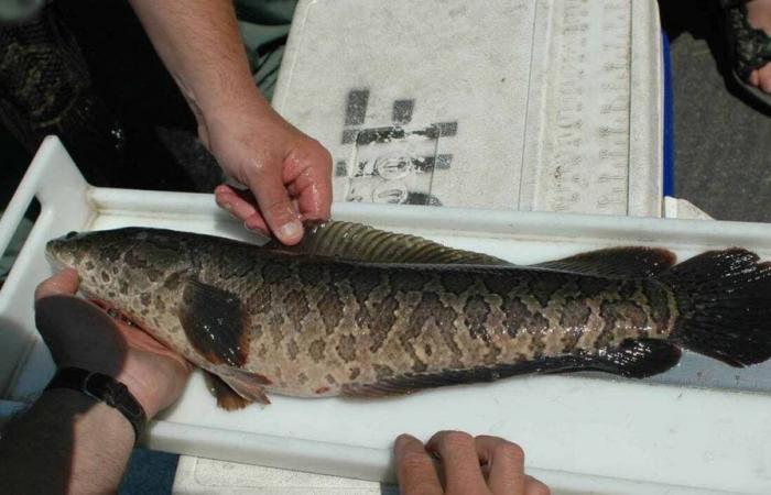 It can live in the open air and devour everything, this snake-headed fish risks invading Europe