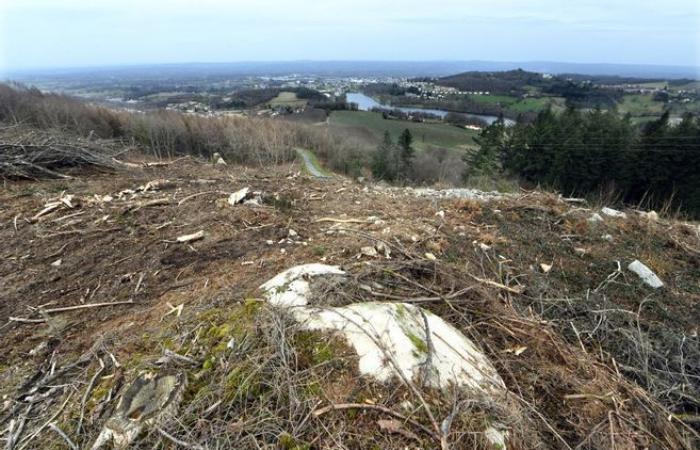 National mobilization for “living forests” organized in Creuse postponed due to legislative elections