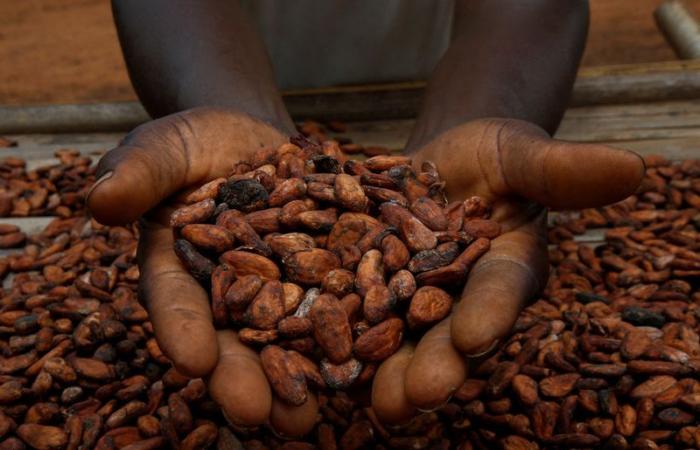 Cocoa Back Above $10,000 as Chocolate Industry Outlook Darkens