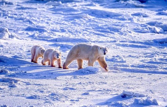 Polar bears in Hudson Bay could disappear by 2030