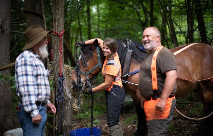 Saint-Gatien: horse logging, logging competition at the wood festival