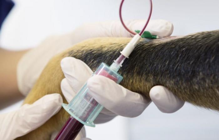 World Blood Donor Day: Dogs have 13 blood groups