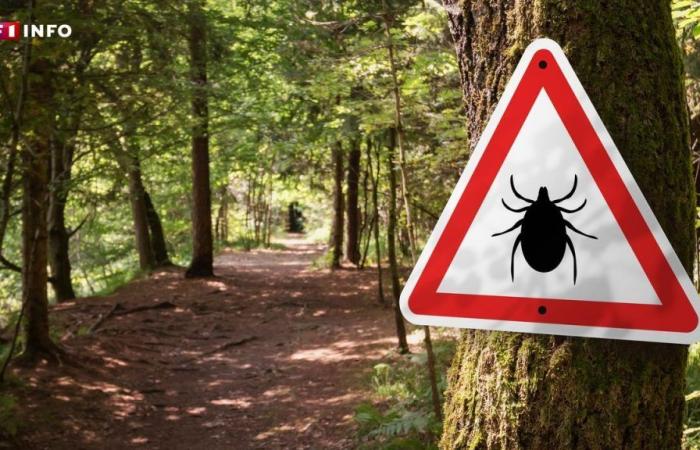 They are progressing in France, what do we know about “giant ticks” and should we be worried?