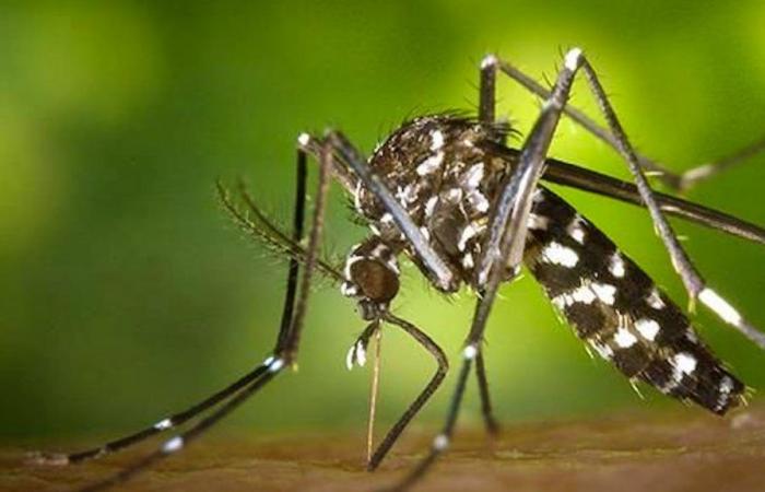 Neuchâtel begins campaign against the tiger mosquito