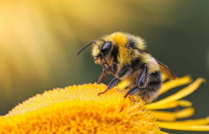 Bees can detect lung cancer in humans