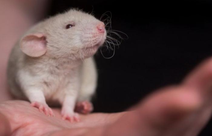 What is this story about a molecule that helps protect mice from disease?