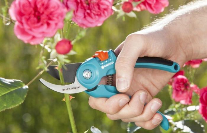 The price of this pruner, essential to any good gardener, is plummeting on Amazon