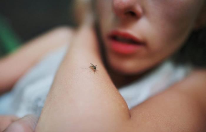 What if allergy to mosquito bites didn’t actually exist?