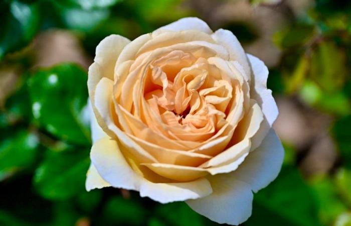 Vaud: The golden rose of Nyon is vanilla in color