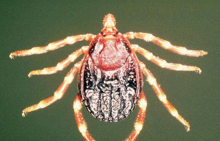 Marseille: this very dangerous giant tick is present in the department