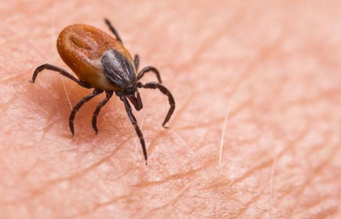 “We have to learn to live with ticks” because they are “already present all year round”, according to a researcher