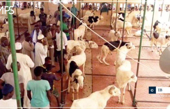 SENEGAL-TABASKI-SOLIDARITE / Tivaouane: nearly 500 sheep distributed by the family of Serigne Babacar Sy – Senegalese press agency