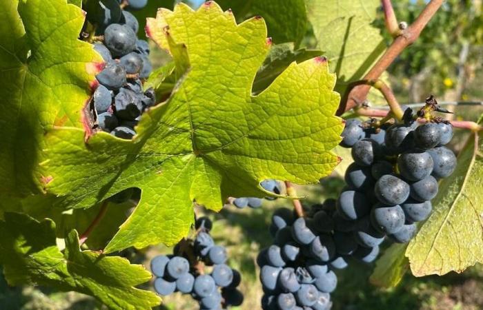 Why the Cahors vineyard in the Lot wants to uproot at least 600 hectares of vines