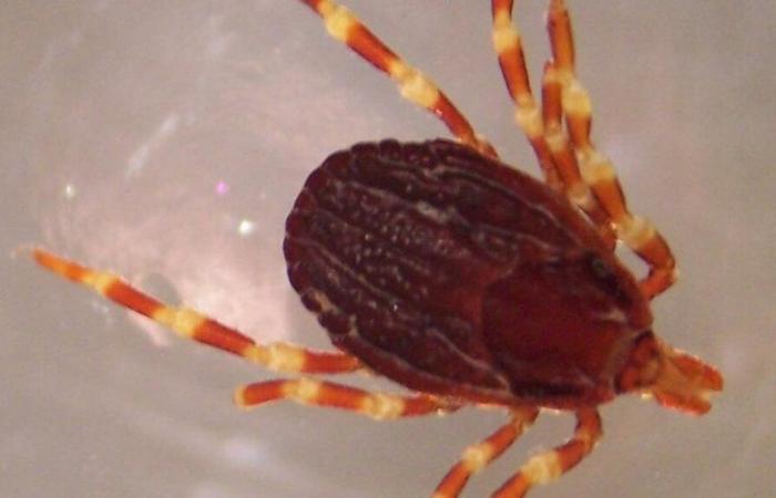VIDEO. Present in 20 departments including 6 in Occitanie, this “giant tick” can transmit fatal hemorrhagic fever to you.