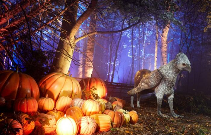 VIDEO. Dive into Harry Potter’s Forbidden Forest, a unique visual experience to discover