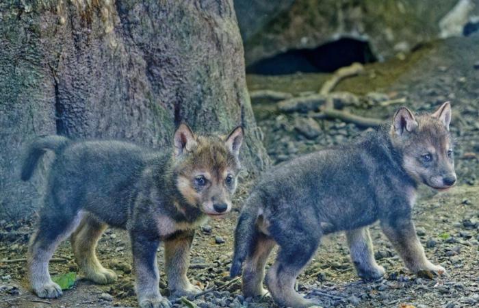 Morbihan: baby wolves are born in an animal park