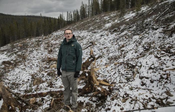 Forest fires | Loggers in Banff to save the national park
