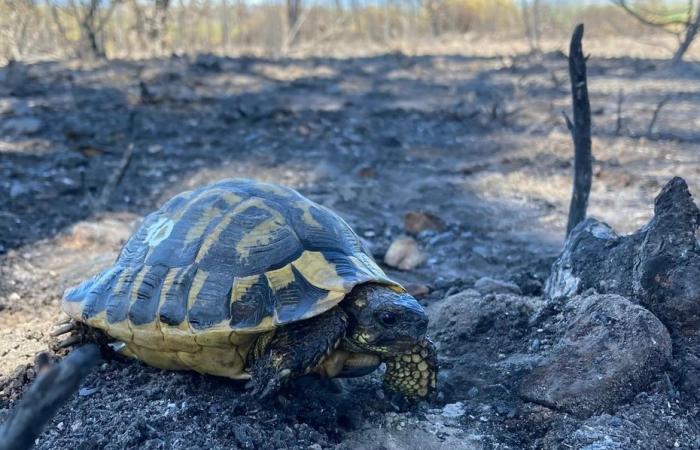 VIDEO. After the Vidauban fire in the Var, we must save Hermann’s turtles