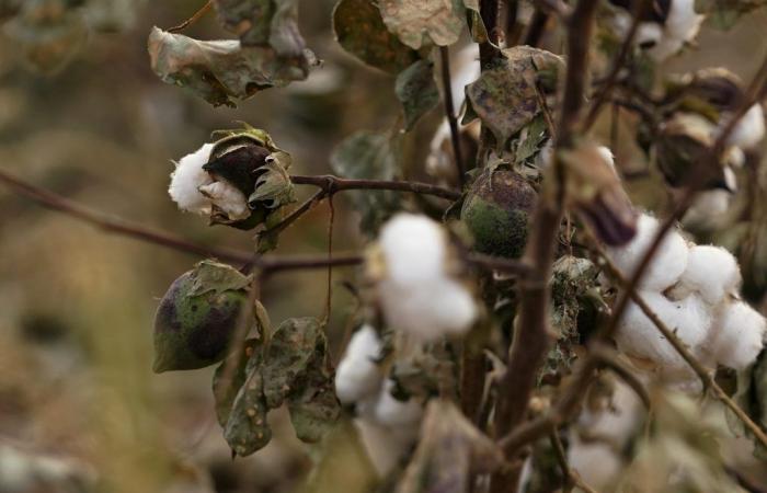 African cotton: the risks of too much dependence on Bangladesh