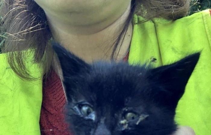 Loire-Atlantique: Noémie saved two kittens abandoned on a dual carriageway