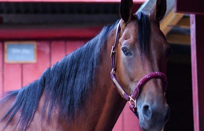 Normandy: dozens of racehorses die in stud farm fire