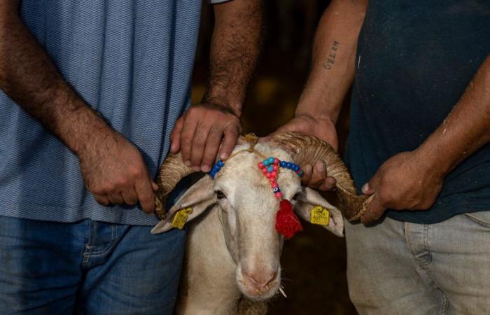 Religion: 16,000 amateur butchers were injured during Eid in Türkiye