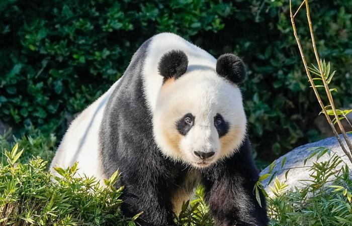China to replace two giant pandas loaned to Australia